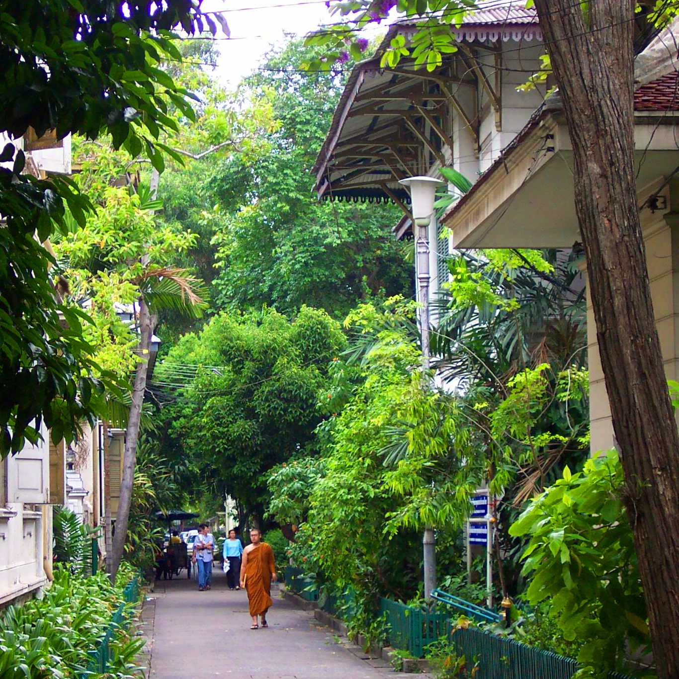 Shady lane