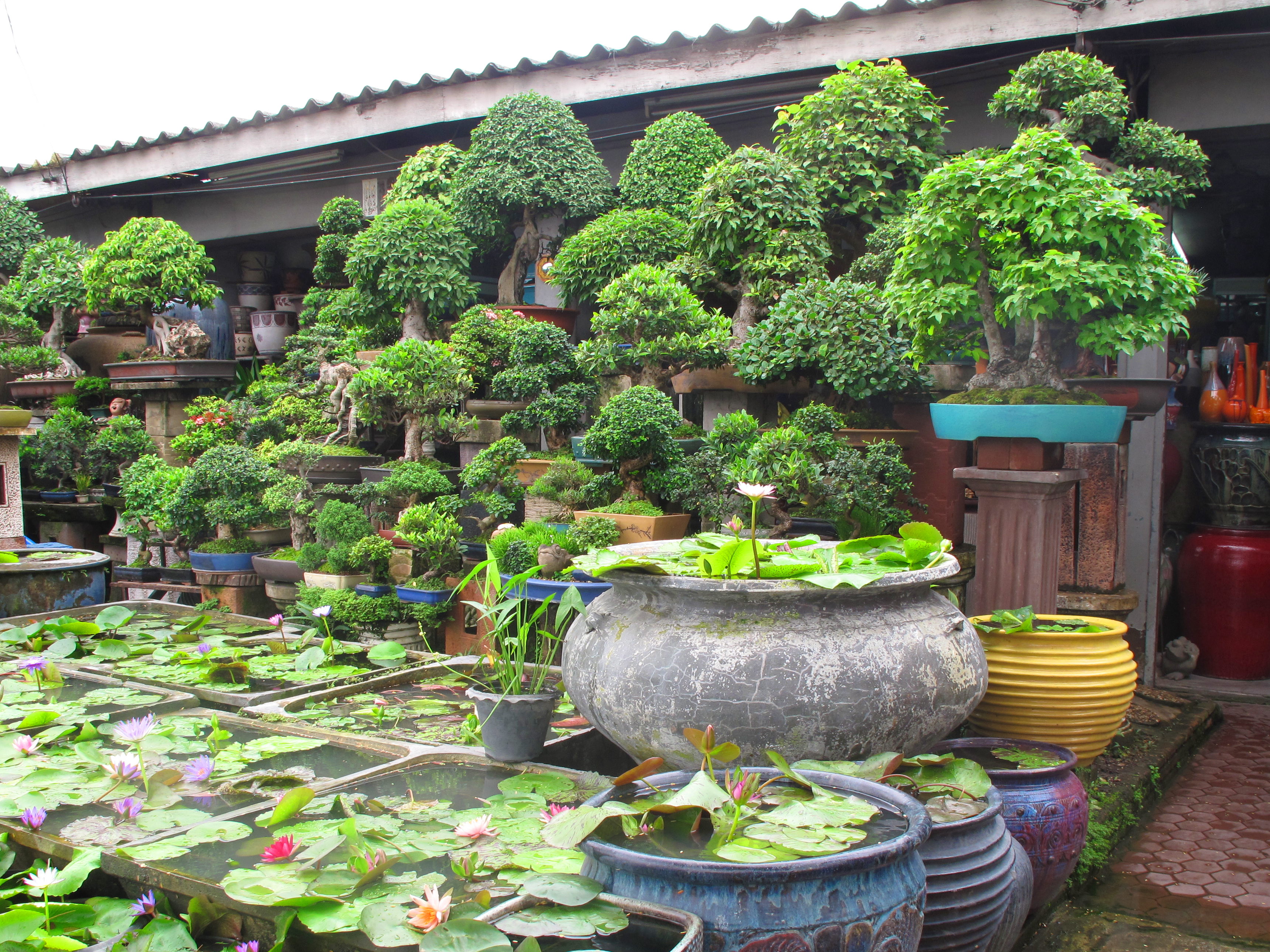 Street stall selling bonzai trees